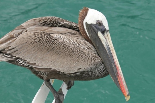 20110719-032333.jpg