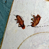 CIMG6207.JPG