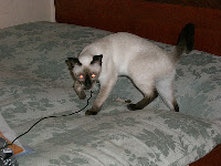 CIMG6334.JPG